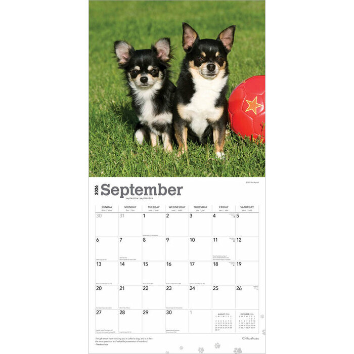 Calendrier Papier 2026 Chien Race Chihuahua