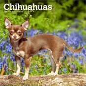 Calendrier Mural 2026 Chien Race Chihuahua