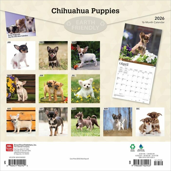Calendrier 2026 Chien Race Chihuahua Chiots