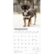 Calendrier papier 2026 Chien Race Chihuahua Chiots