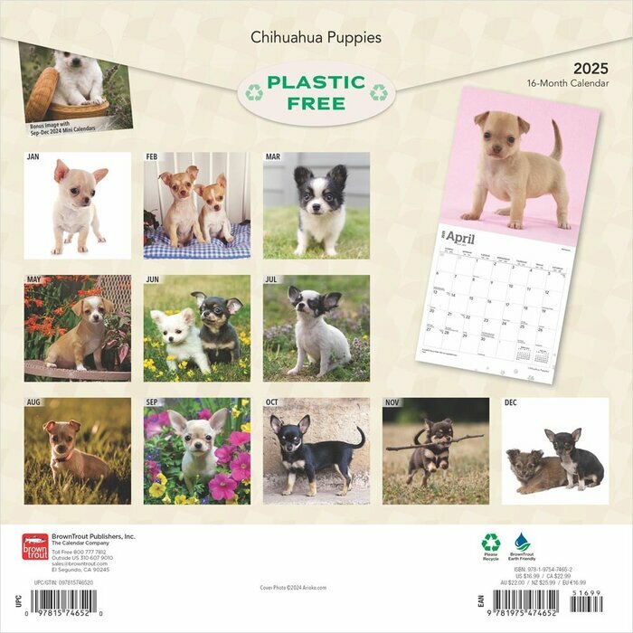 Calendrier 2025 Chihuahua Chiots