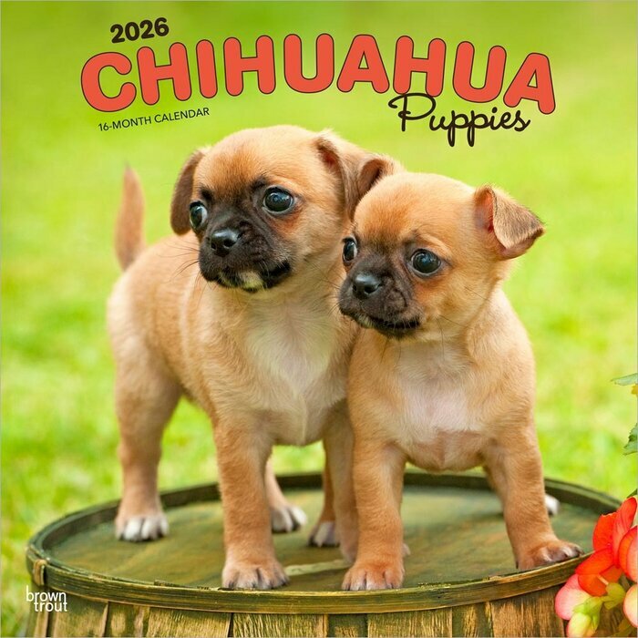 Calendrier Mural 2026 Chien Race Chihuahua Chiots