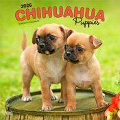 Calendrier Mural 2026 Chien Race Chihuahua Chiots