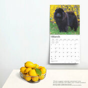 Calendrier Déco 2025 Chien Race Chow Chow