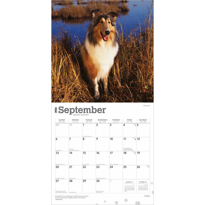 Calendrier 2025 Chien Race Colley