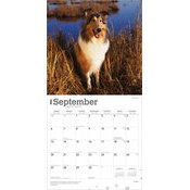 Calendrier 2025 Chien Race Colley