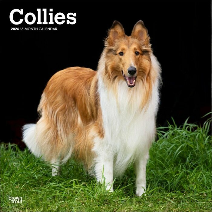 Calendrier Mural 2025 Chien Race Colley