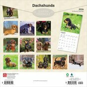 Calendrier 2026 Chien Race Teckels