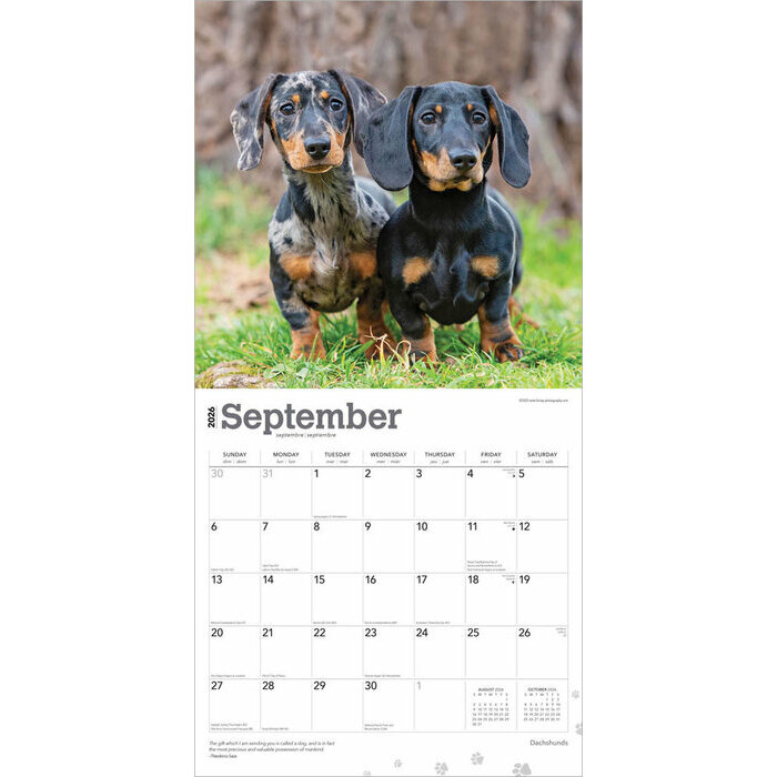 Calendrier Papier 2026 Chien Race Teckels