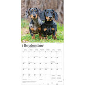 Calendrier Papier 2026 Chien Race Teckels