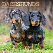 Calendrier Mural 2026 Chien Race Teckels