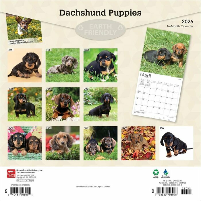 Calendrier Papier 2026 Chien Race Teckels Chiots