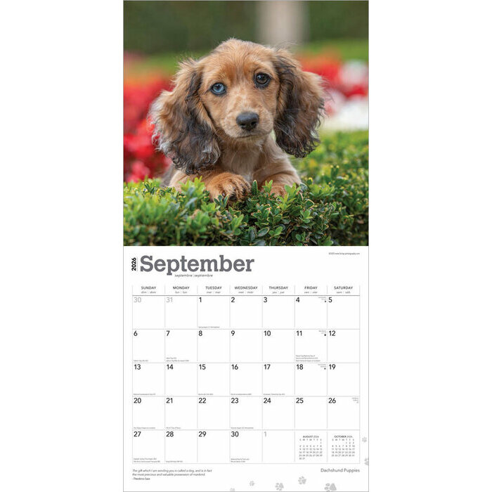 Calendrier Mural 2026 Chien Race Teckels Chiots