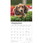Calendrier Mural 2026 Chien Race Teckels Chiots