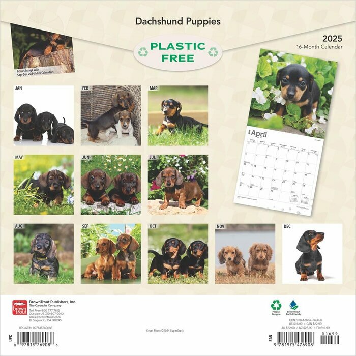 Calendrier 2025 Teckels Chiots