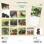 Calendrier 2025 Teckels Chiots