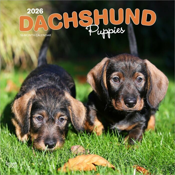 Calendrier 2026 Chien Race Teckels Chiots