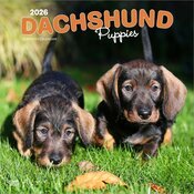 Calendrier 2026 Chien Race Teckels Chiots