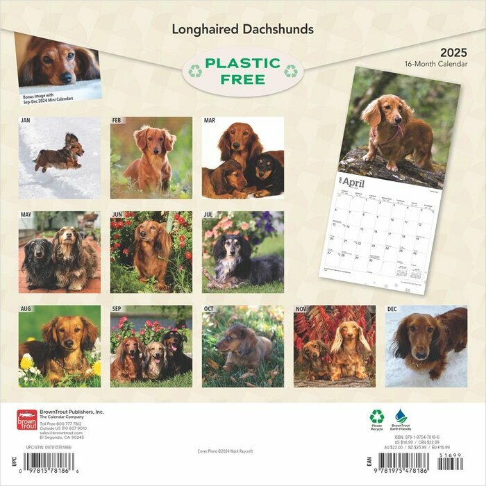 Calendrier 2025Teckels Poils Longs
