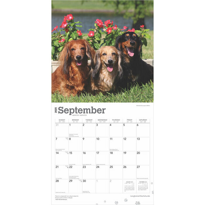 Calendrier 2025 Chien Race Teckels Poils Longs
