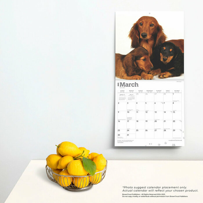 Calendrier Déco 2025 Chien Race Teckels Poils Longs