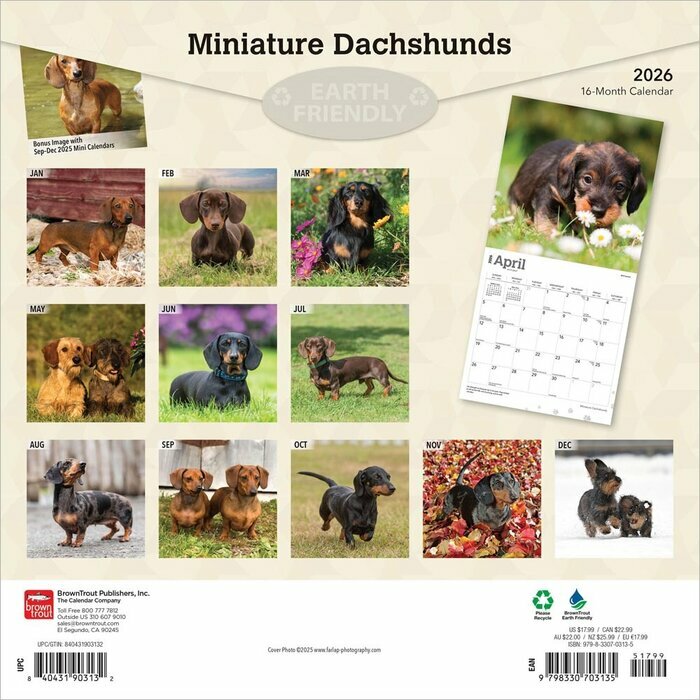 Calendrier 2025 Teckels Nain