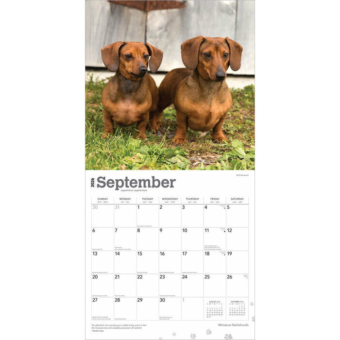 Calendrier 2025 Chien Race Teckels Nain