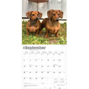 Calendrier 2025 Chien Race Teckels Nain