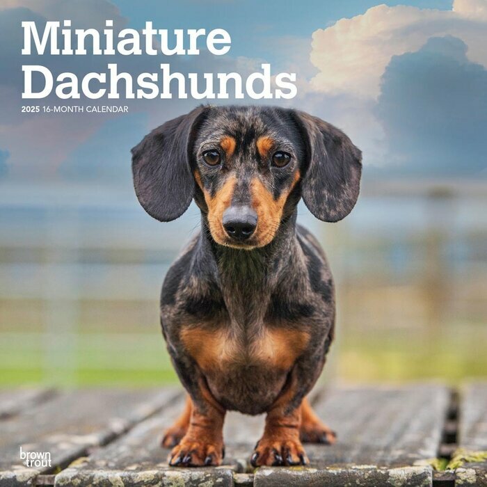 Calendrier Mural 2025 Chien Race Teckels Nain