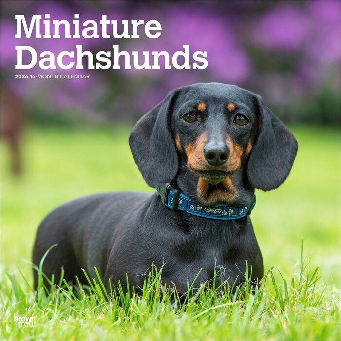 Calendrier Mural 2025 Chien Race Teckels Nain