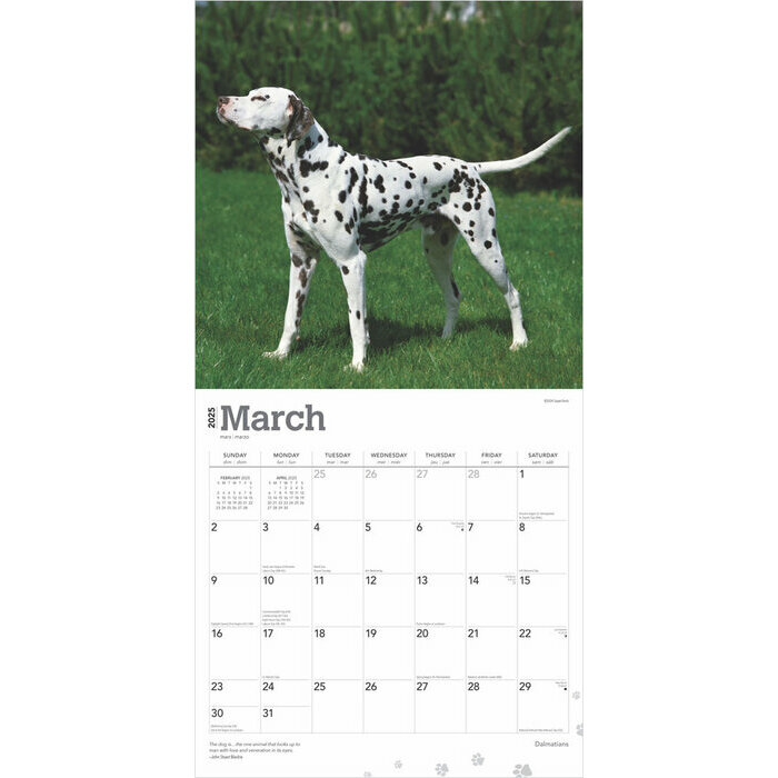 Calendrier 2025 Chien Race Dalmatien