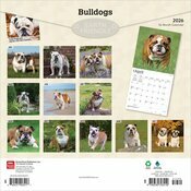 Calendrier 2025Bulldog Anglais