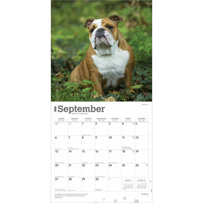 Calendrier 2025 Chien Race Bulldog Anglais