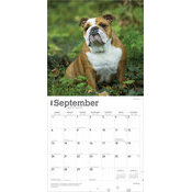Calendrier 2025 Chien Race Bulldog Anglais