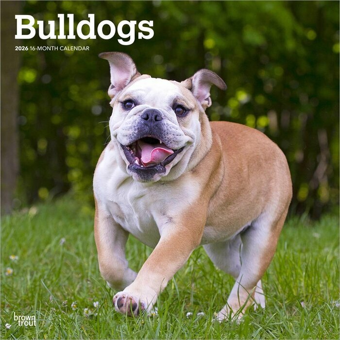 Calendrier Mural 2025 Chien Race Bulldog Anglais