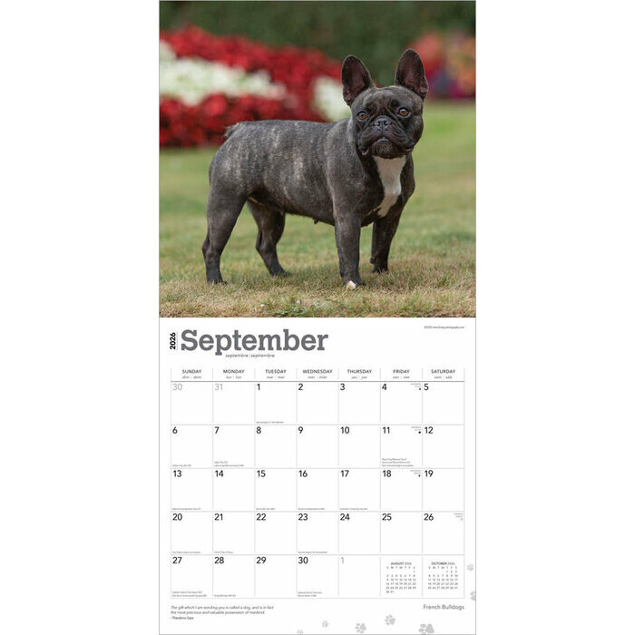 Calendrier 2025 Chien Race Bouledogue Franais
