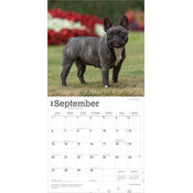 Calendrier 2025 Chien Race Bouledogue Franais