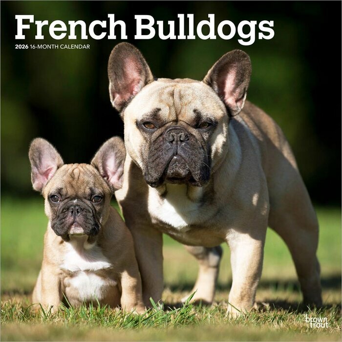 Calendrier Mural 2025 Chien Race Bouledogue Franais