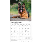 Calendrier Papier 2026 Chien Race Berger Allemand