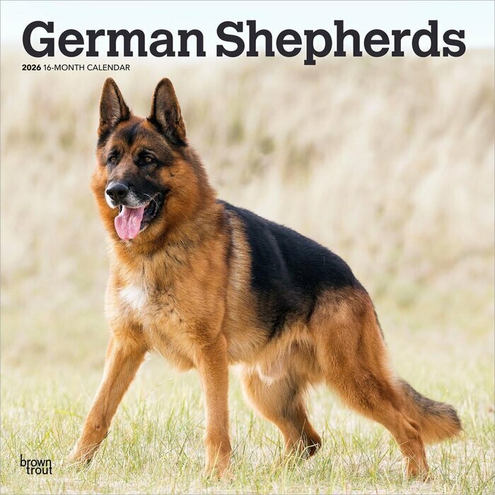 Calendrier Mural 2026 Chien Race Berger Allemand