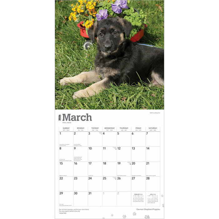 Calendrier 2025 Chien Race Berger Allemand Chiots