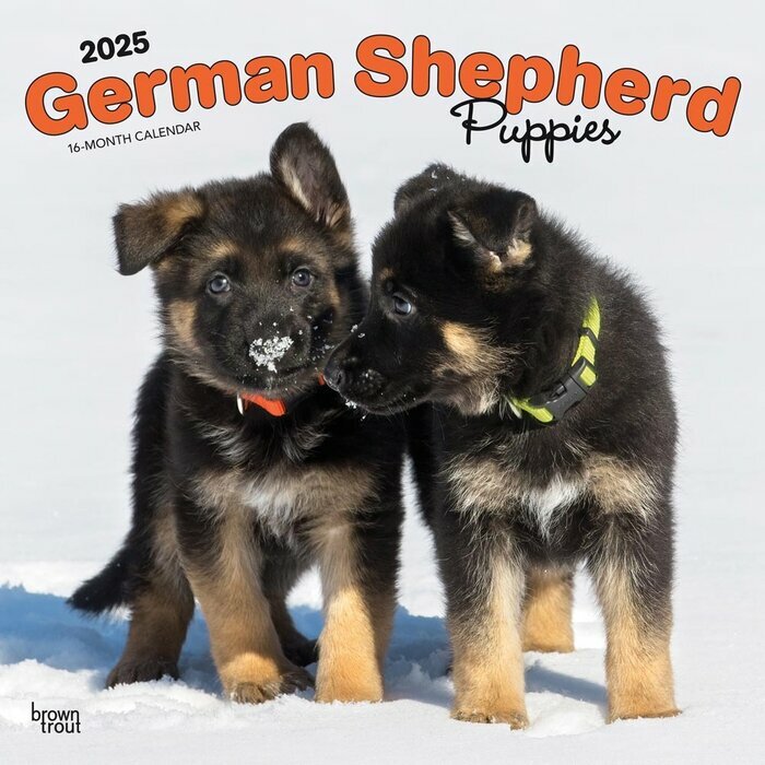 Calendrier Mural 2025 Chien Race Berger Allemand Chiots