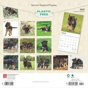 Calendrier 2025 Berger Allemand Chiots