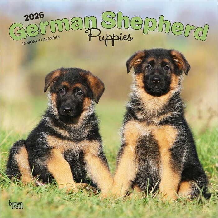 Calendrier Mural 2025 Chien Race Berger Allemand Chiots