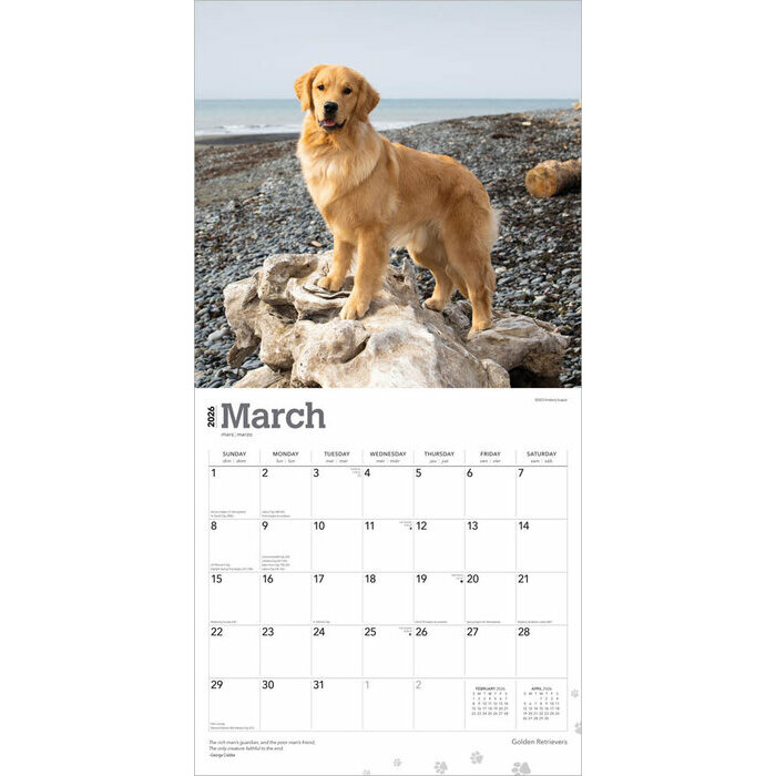 Calendrier 2025 Chien Race Golden Retriever