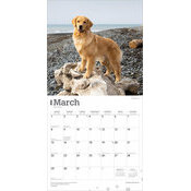 Calendrier 2025 Chien Race Golden Retriever