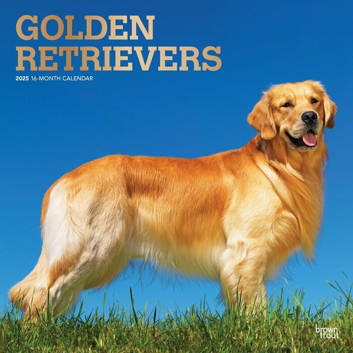Calendrier Mural 2025 Chien Race Golden Retriever