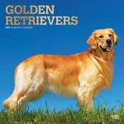 Calendrier Mural 2025 Chien Race Golden Retriever