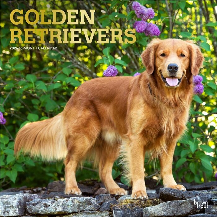 Calendrier Mural 2025 Chien Race Golden Retriever