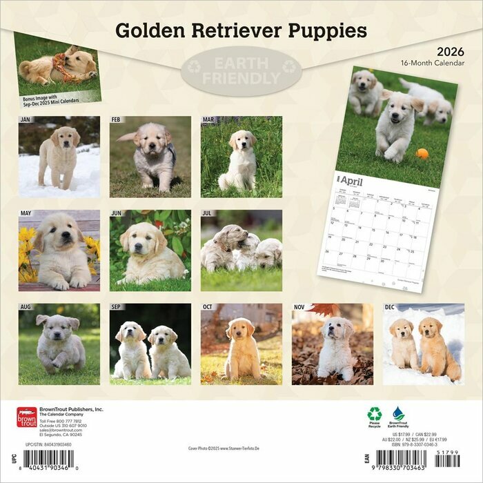 Calendrier 2026 Chien Race Golden Retriever Chiots